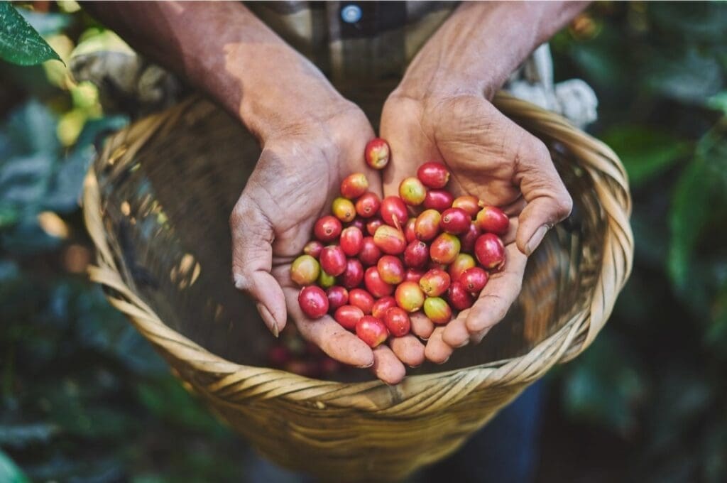 En Panamá existe un promedio de consumo de 231 tazas de café per cápita por año - Vida Digital con Alex Neuman