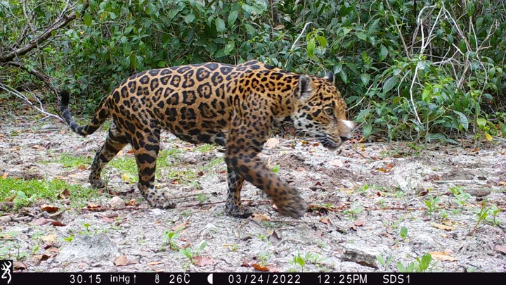 Por primera vez, el sistema basado en IA permite al equipo de conservación identificar 5 jaguares en la reserva de humedales en Dzilam, Yucatán, México - Vida Digital con Alex Neuman
